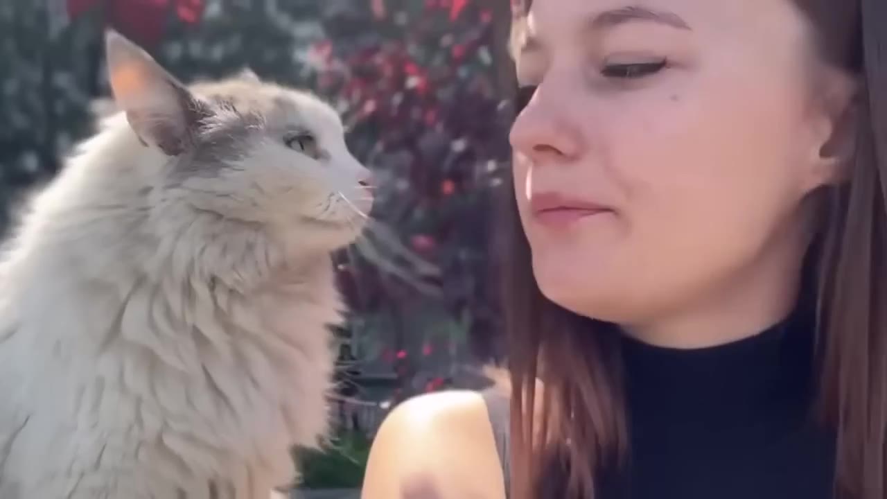Affectionate Cat Cuddle Moment