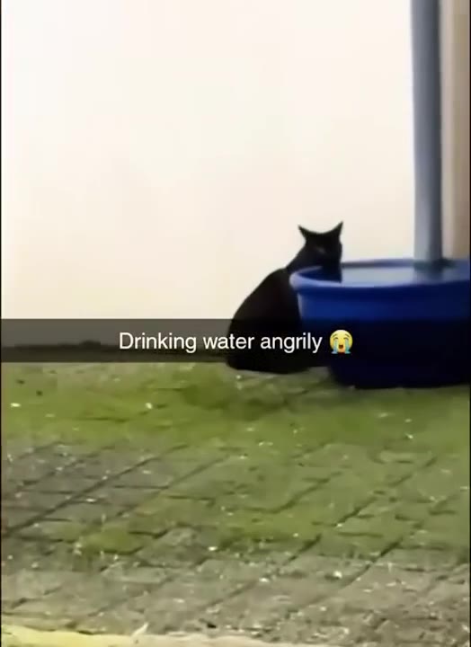 Angry Cat Drinks Water