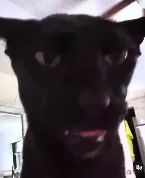 Angry Cat Threatens Then Flees