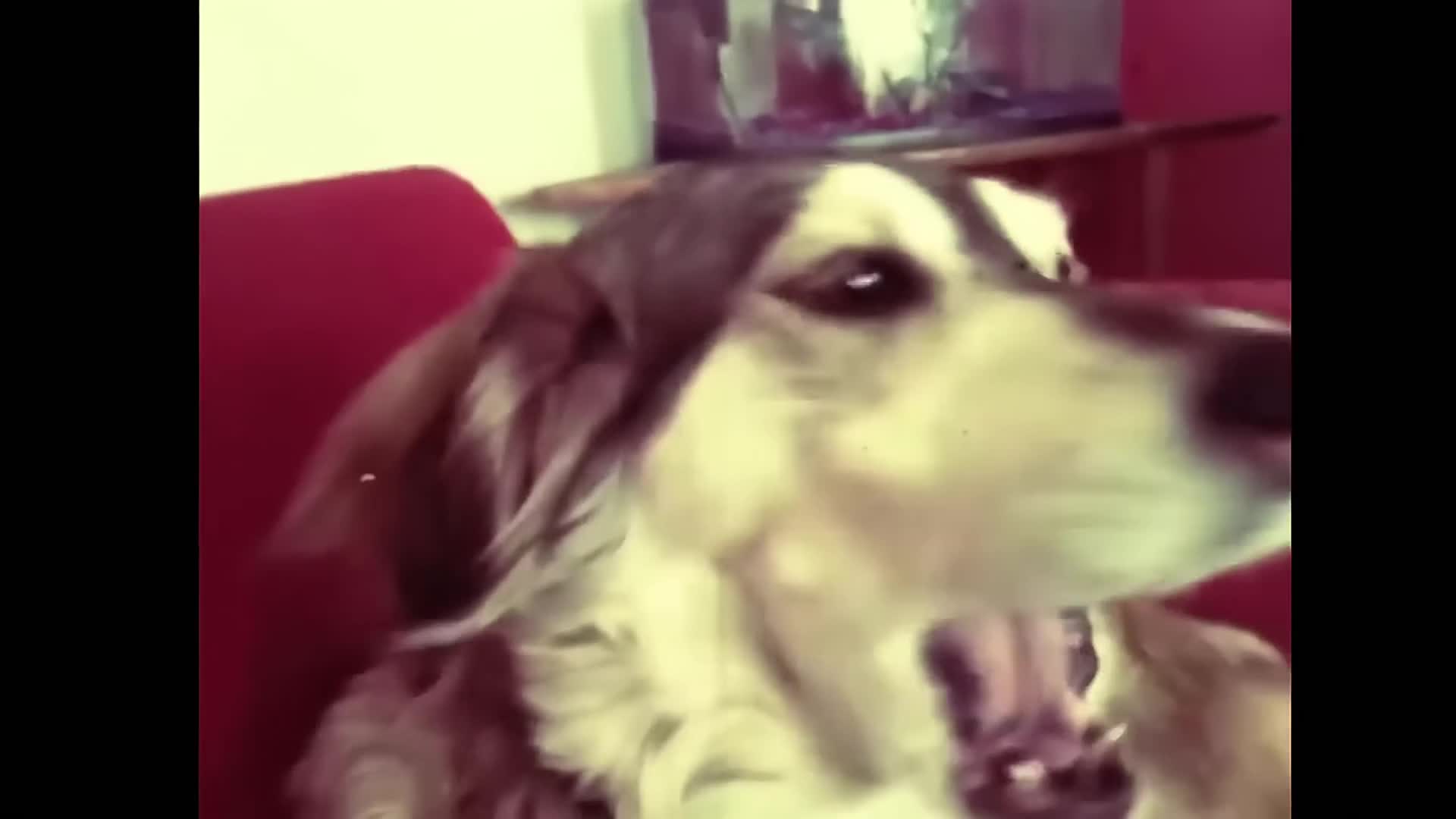 Autotune dog