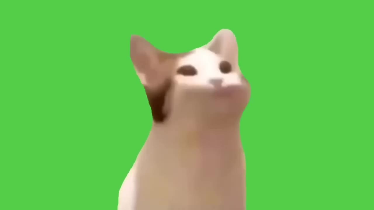 Bemused Cat Gazes Upward