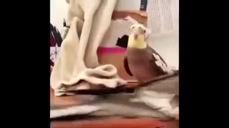 Bird Explosion