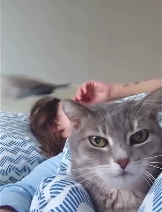 Bird Lands On Petting Cat