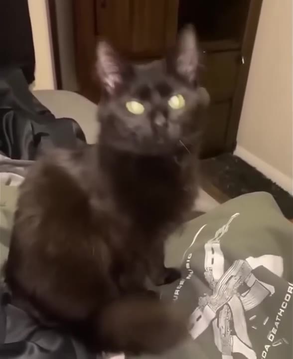 Black Cat Intense Stare