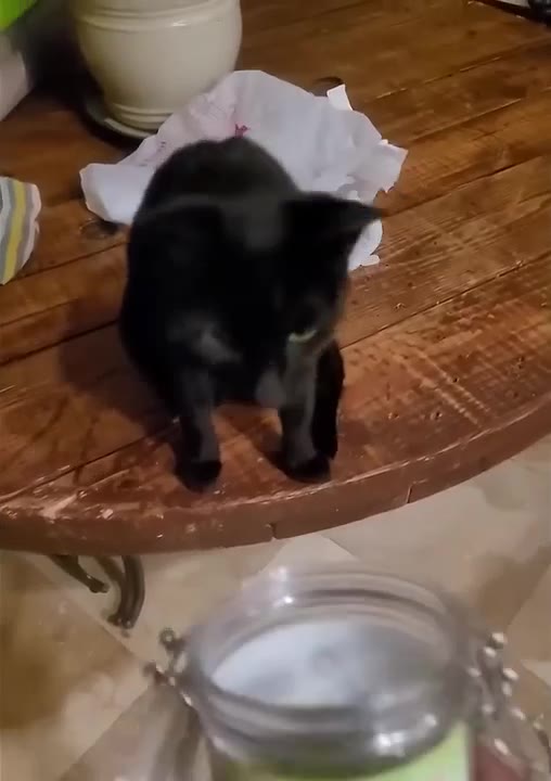 Curious Cat Sniffs Mysterious Jar
