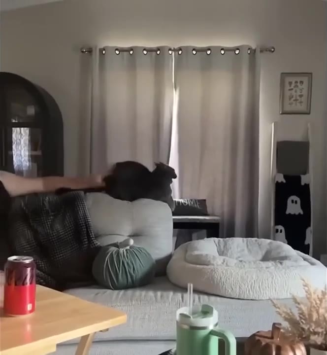 Black Cat Stares Intensely At Camera