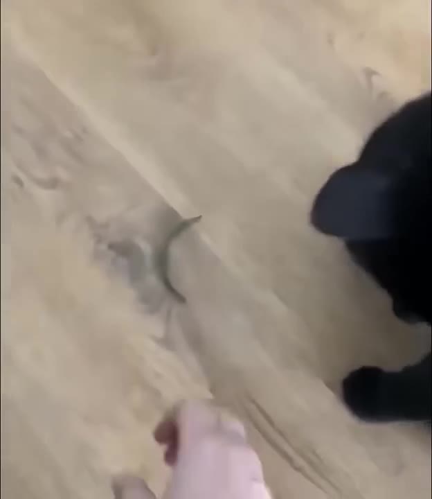 Black Cat Startled Reaction