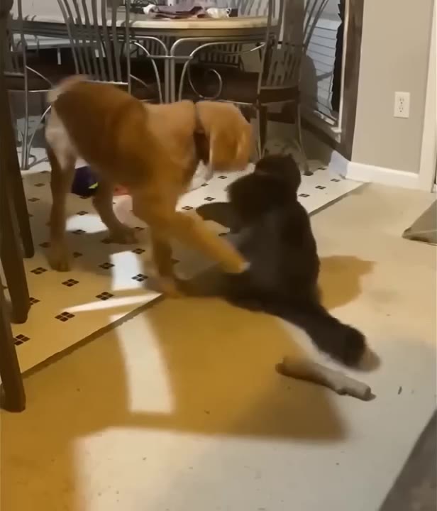 Brown And Black Dogs Play