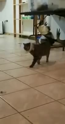 Buttercup meme