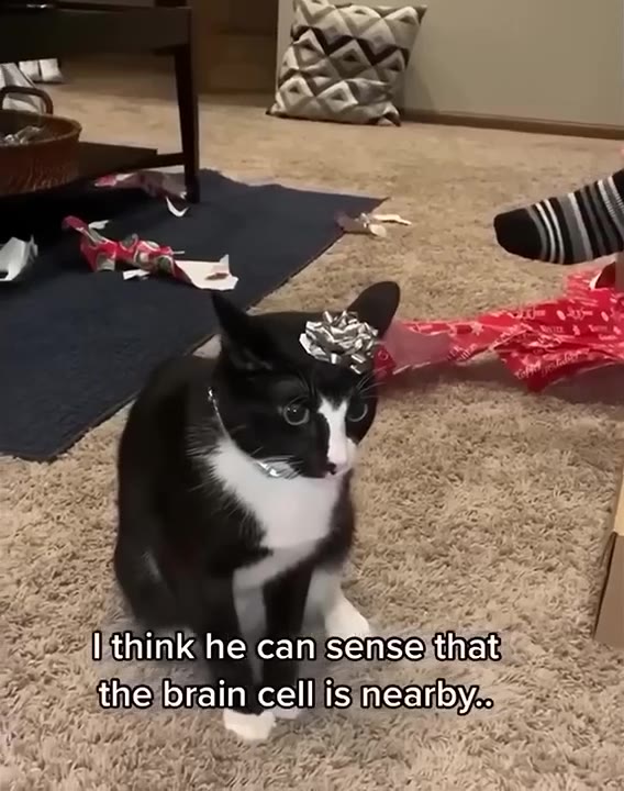 Cat Activates Brain Cell For Toy