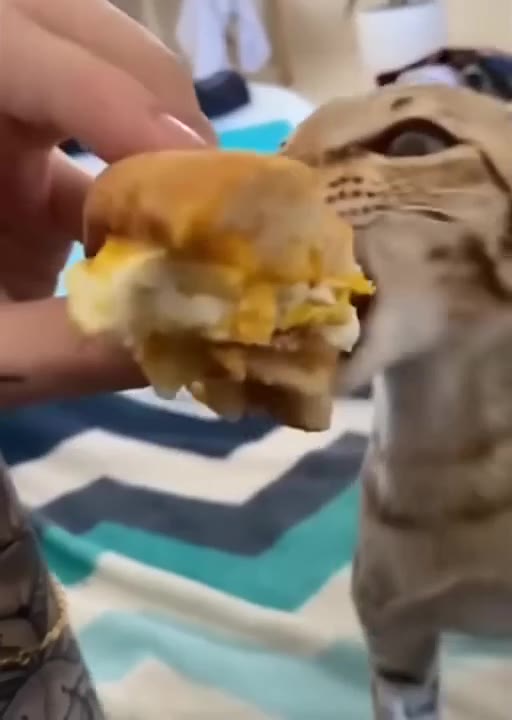 Cat Aggressively Steals Pizza