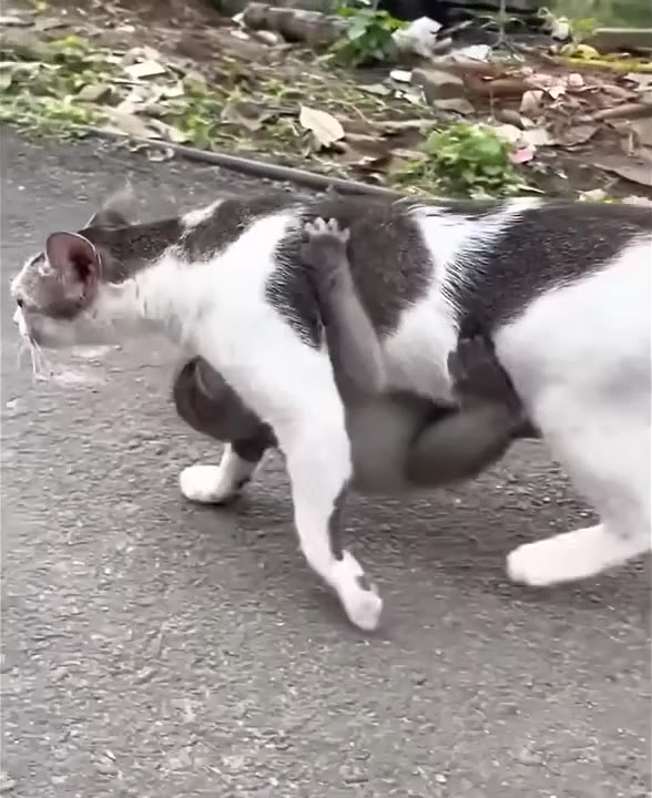 Cat Assumes Pounce Position