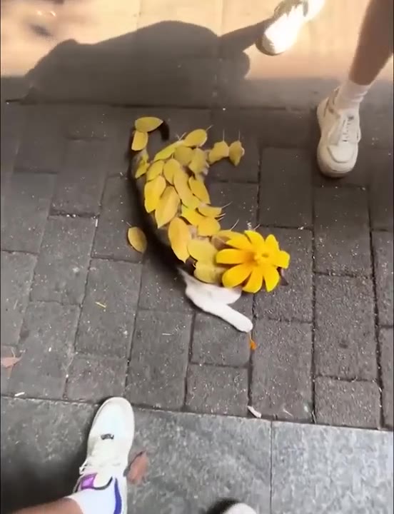 Cat Batting Flower Petals