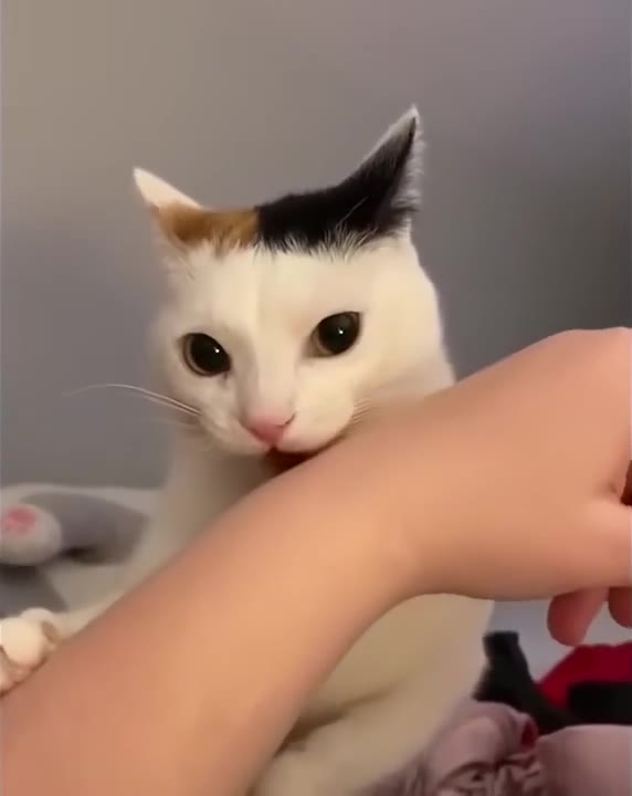 Cat Bites Hand