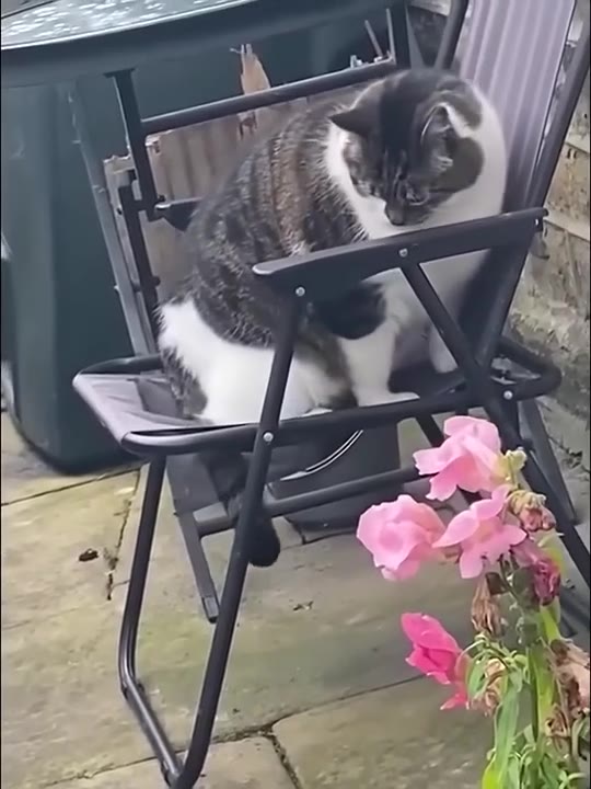 Cat Chills in Camping Chair