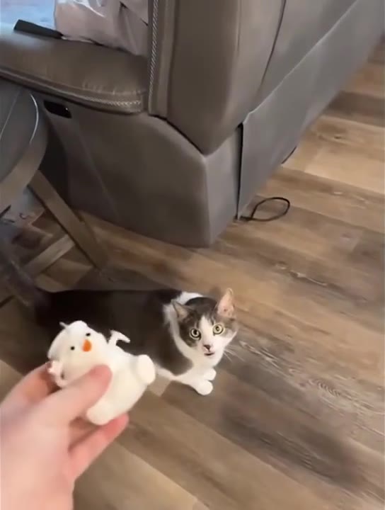 Cat Chills With Human