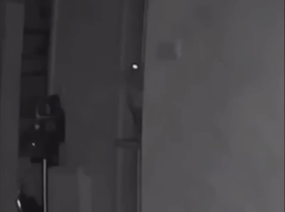 Cat Climbing Vertical Pole