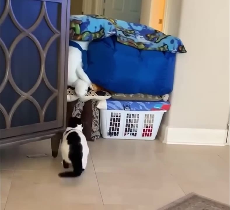 Cat Climbs Laundry Pile