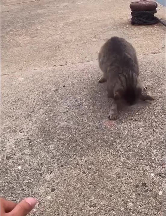 Cat Discovers Mysterious White Object