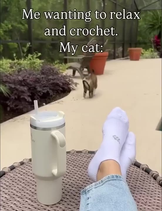 Cat Disrupts Relaxation Plans