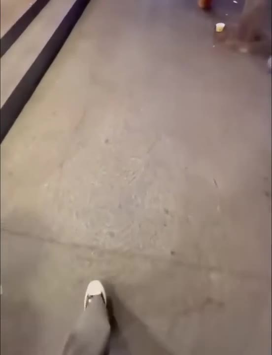 Cat Disrupts Toy Duck Scene
