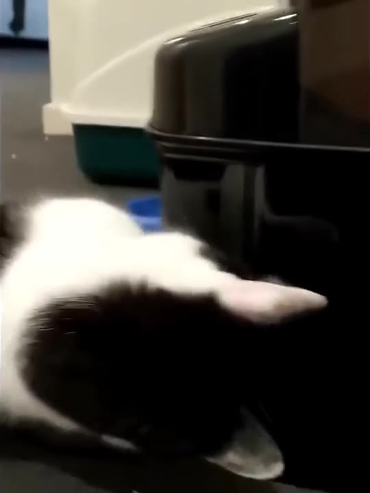 Cat Eating From Food Bowl