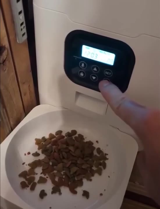 Cat Eats From Auto Feeder