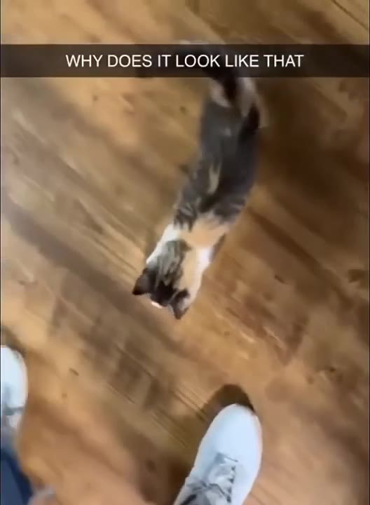 Cat Examines With Confused Paws