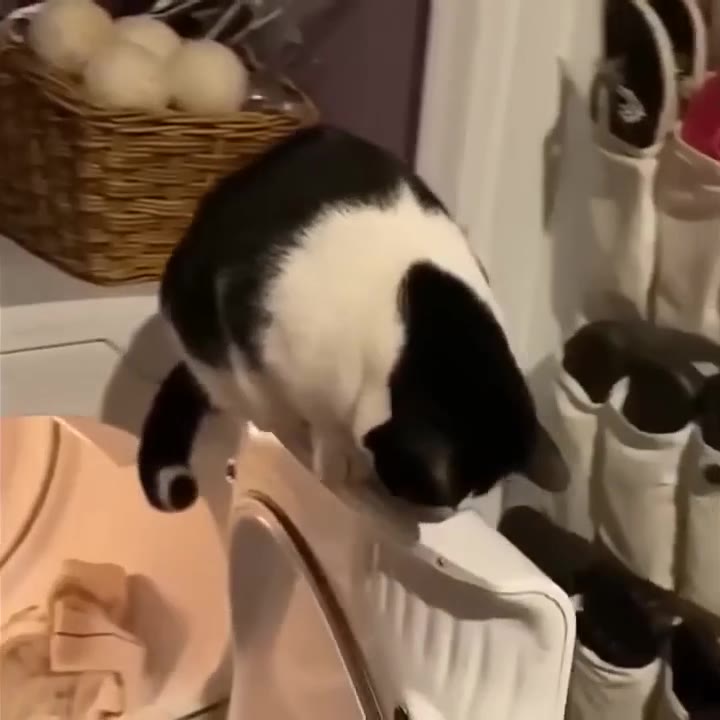 Cat Exploring Laundry Basket