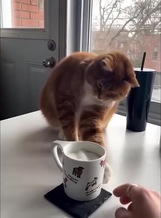 Cat Eyes Cup With Suspicion