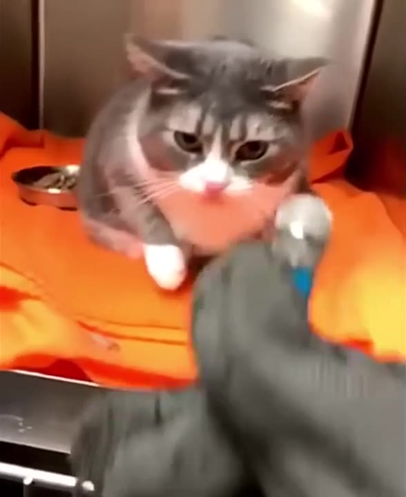 Cat Eyes Suspicious Glove