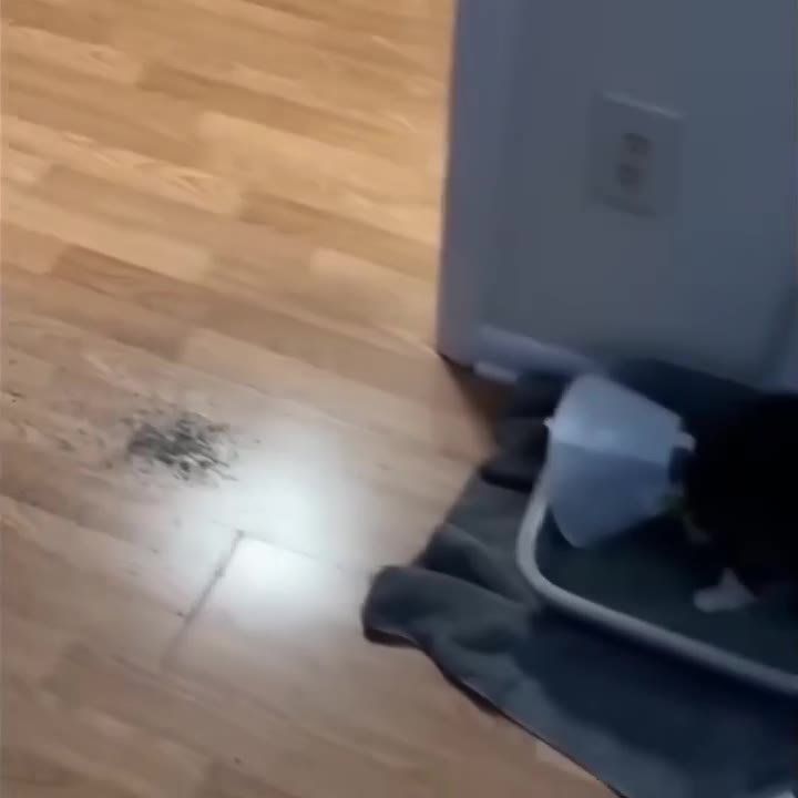 Cat Eyes The Litter Box