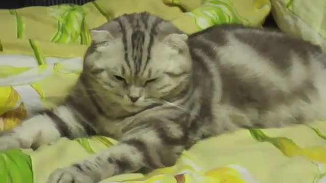 Cat falling asleep