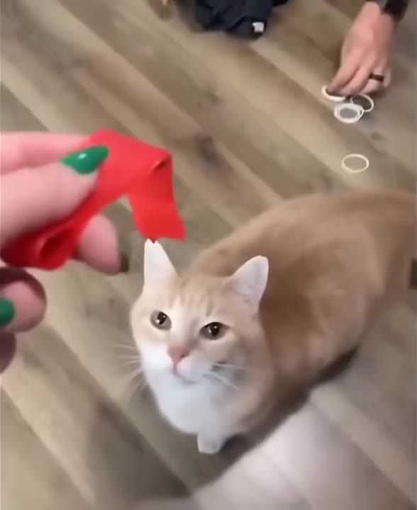 Cat Fascinated By Dangling Toy
