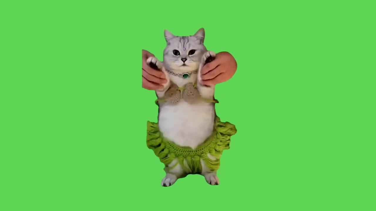 Cat Flails Arms Dramatically