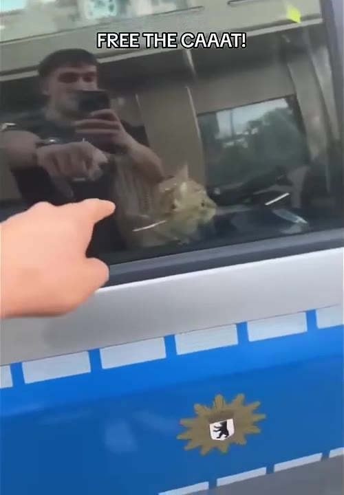 Cat Freed From Police Car
