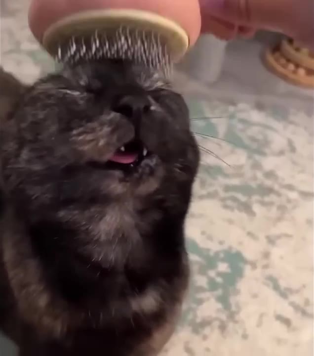 Cat Gazes At Toy