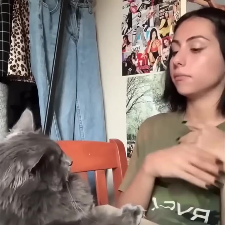 Cat Gazes Up At Woman