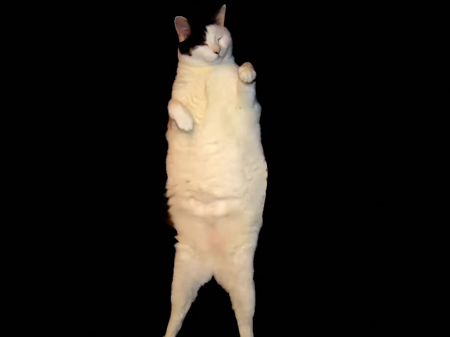 Cat ima kitty cat