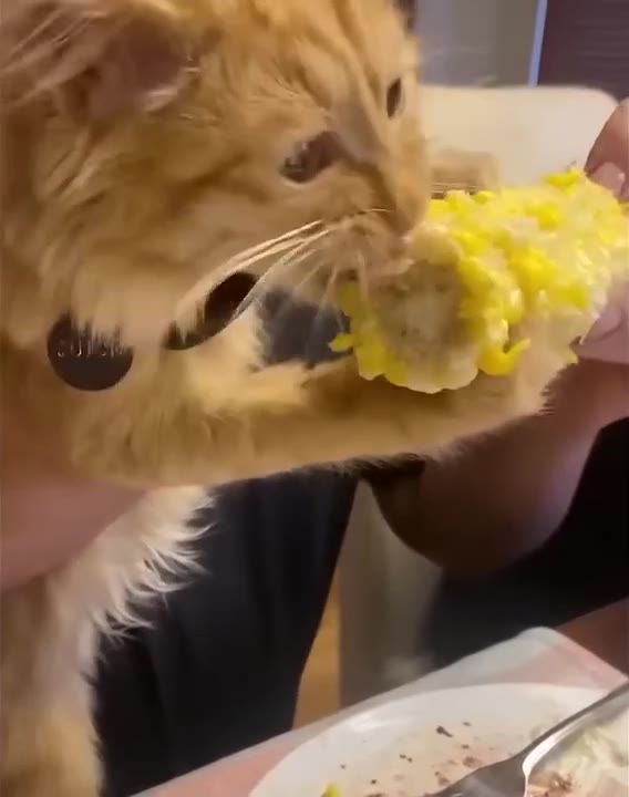 Cat Inspects Bumpy Yellow Toy