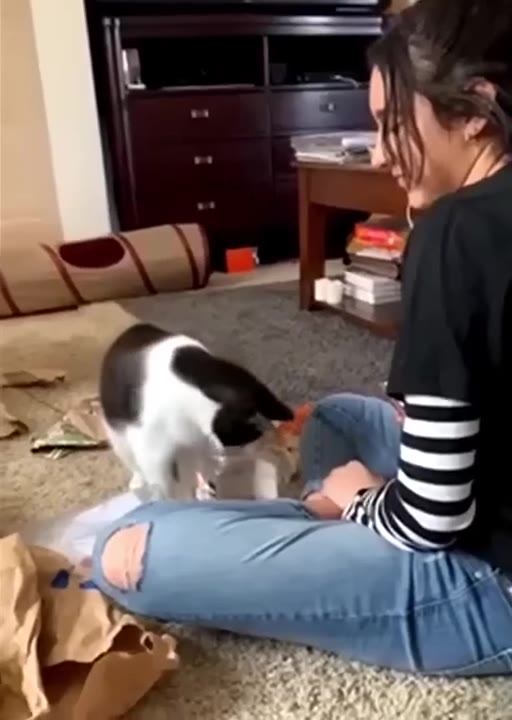 Cat Playfully Bites Persons Hand