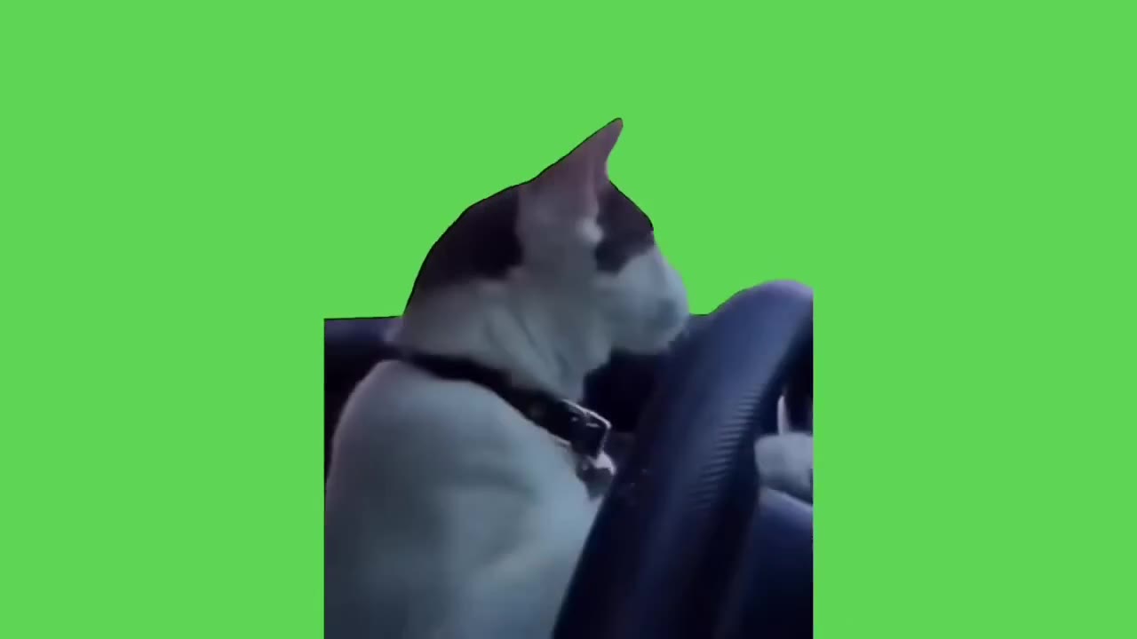 Cat Intently Examines Object