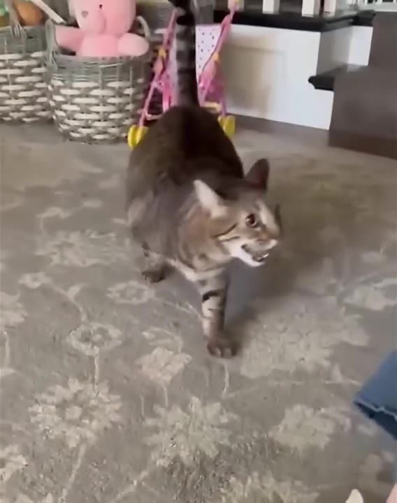 Cat Loves Gentle Petting