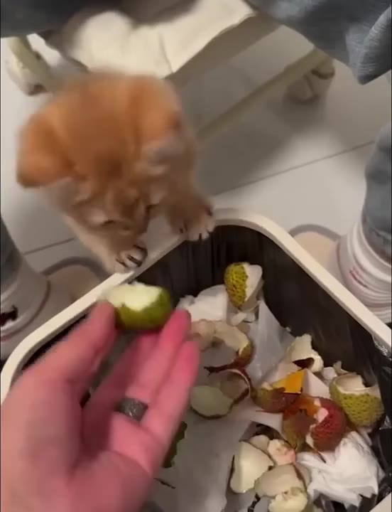 Cat Investigates Offered Fruit
