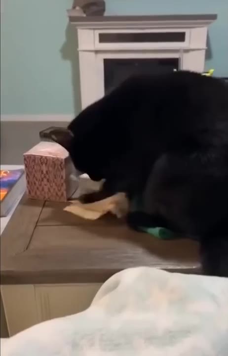 Cat Investigates Textured Cube