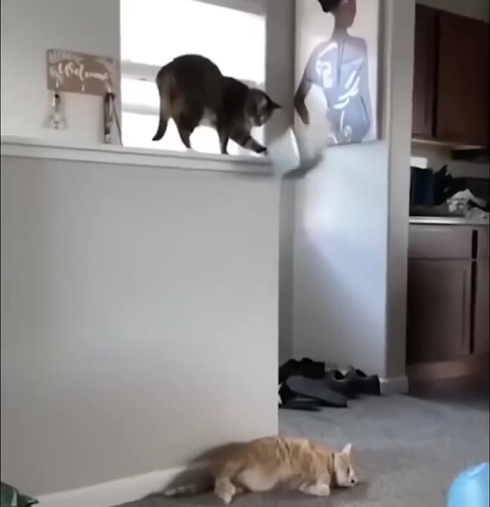Cat Pounce Attack
