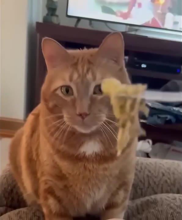 Cat Judges Food Fork