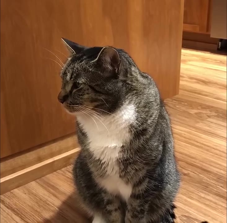 Cat Judges With Serious Stare