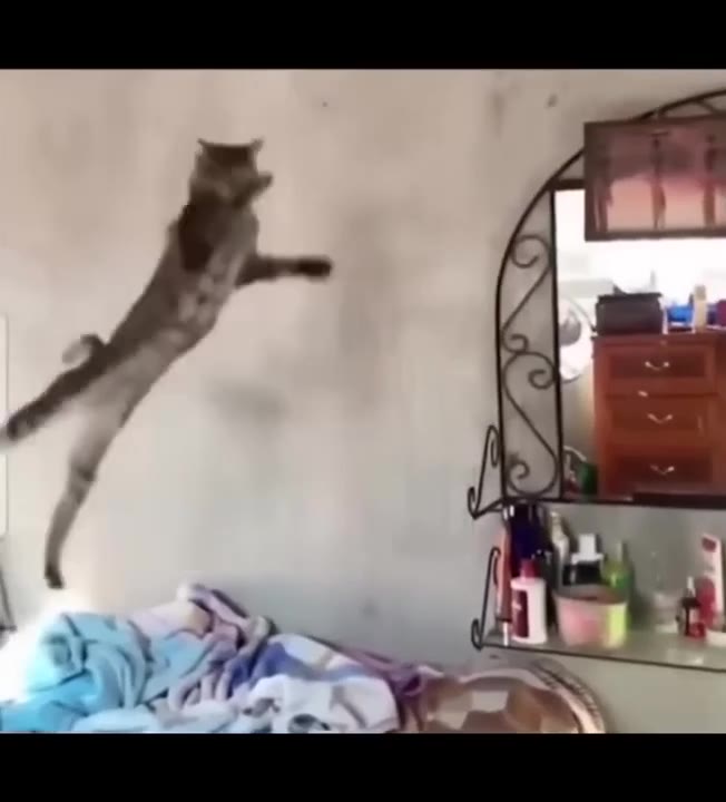 Cat Jumps Away From Cup