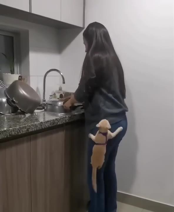 Cat Jumps On Shoulder While Dishwashing